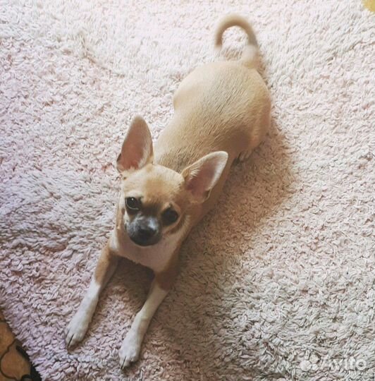 Вязка.Чихуахуа