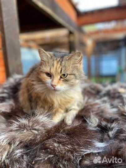 Отдам в добрые руки