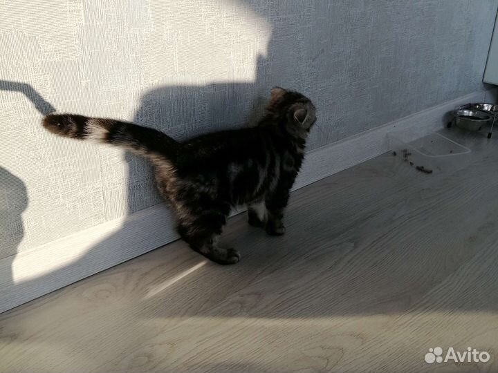 Шотландская вислоухая