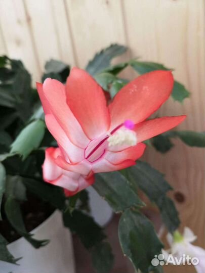 Шлюмберга.Гиппеаструм. Хойя