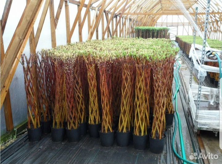 Плетеные деревья из ивы