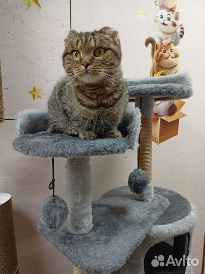 Кошка в дар бесплатно