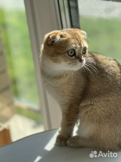 Шотландская кошечка