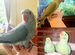 Ожереловый и александрийский попугай (малыши)