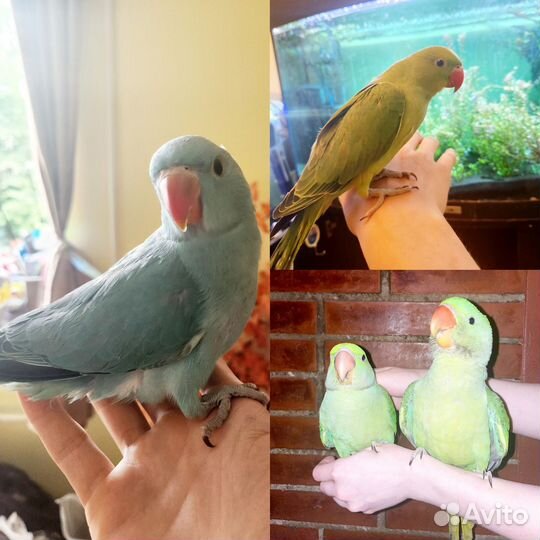 Ожереловый и александрийский попугай (малыши)