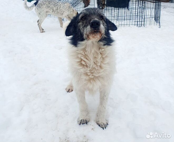 Собака в добрые руки маленькая порода