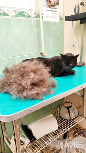 Стрижка кошек