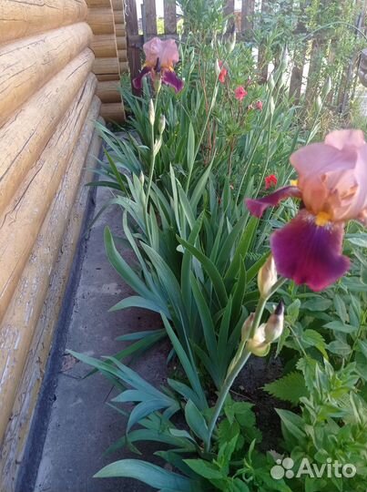 Ирисы сортовые, корни цветов