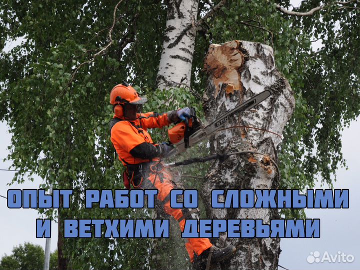 Спилить дерево, валка частями