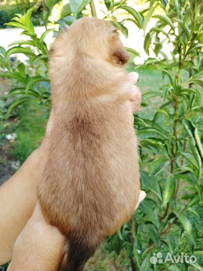 Щенки чихуахуа