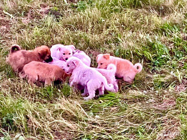 Собаки в дар бесплатно