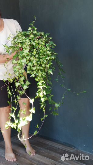 Комнатные цветы