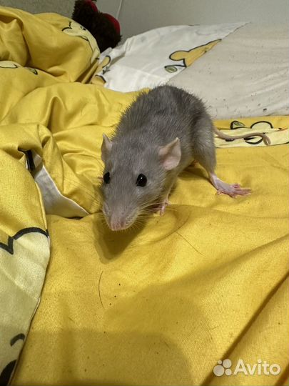 Крысы бесплатно