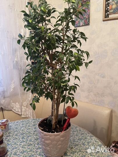 Фикус бенджамина