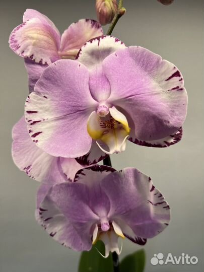 Орхидея фаленопсис Art Nouveau