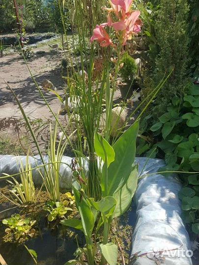 Канны для пруда