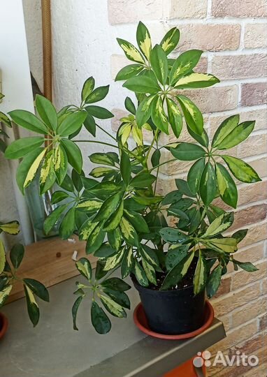 Шефлера Герда