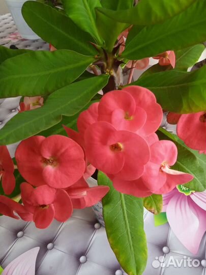 Молочай Миля