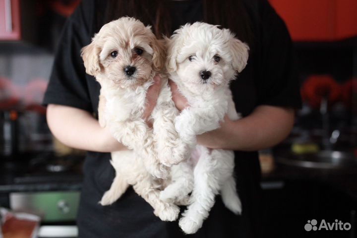 Мальтипу мини детки