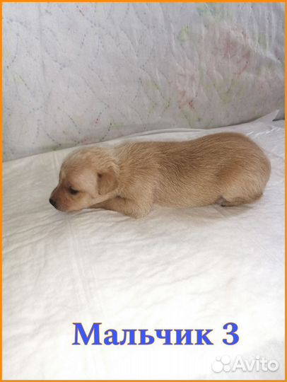 Тойчики мальчуганы