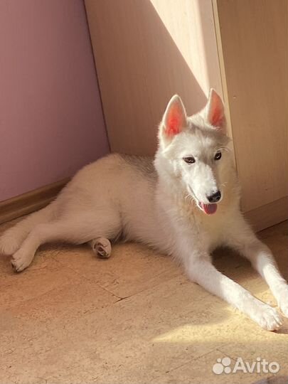 Сибирский хаски