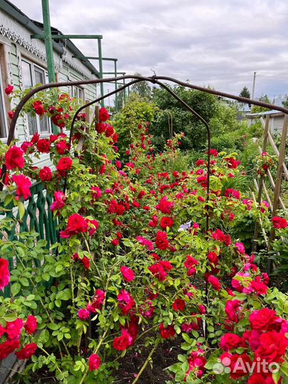 Роза красная плетистая Фламментанц