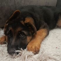 Немецкая овчарка, щенок