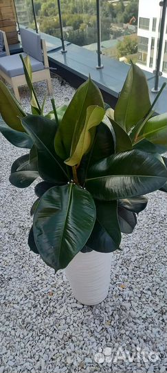 Фикус Робуста 140 см