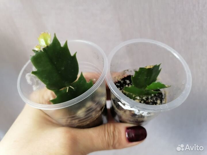 Декабрист,Фиттонии, Хлорофитум Бонни