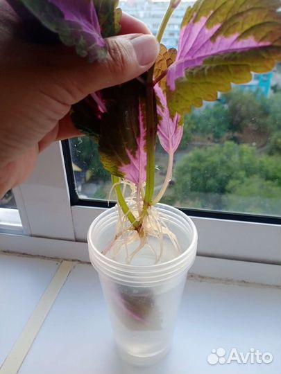 Колеусы отростки