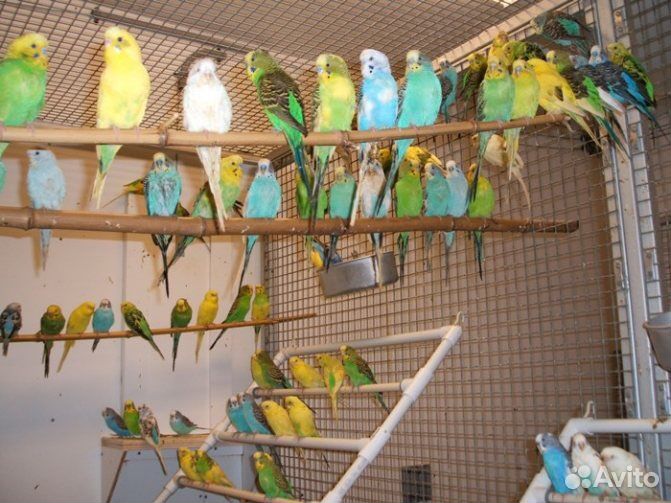 Волнистый попугай