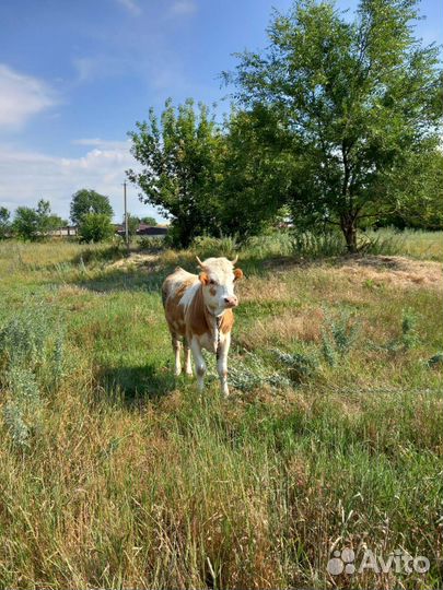 Продаётся тёлка