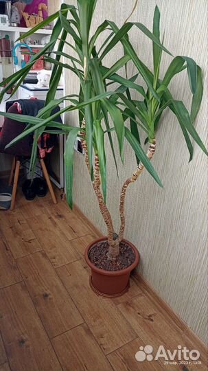 Пальма юкка