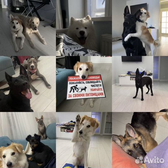 Зоогостиница