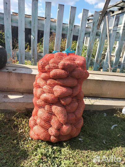 Продам картофель