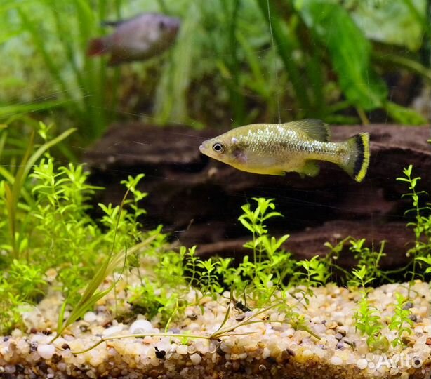 Амека, трофеус Мура 