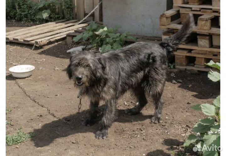 Собака умница и красавица в дар