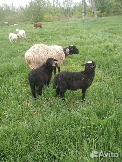 Овцы бараны ягнята