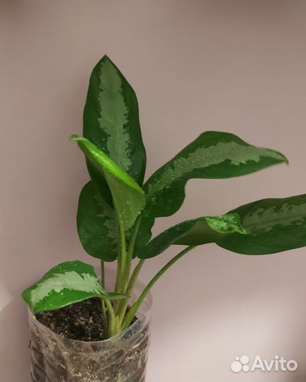 Комнатные цветы