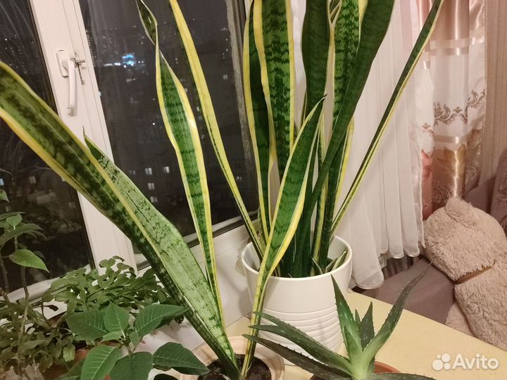 Сансевиерия