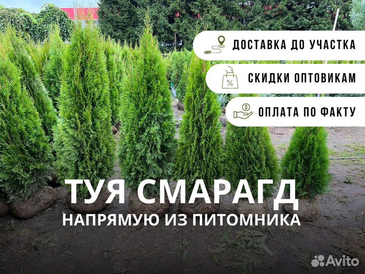 Туя смарагд из питомника