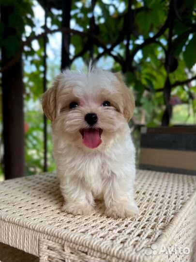 Мальтипу мини мальчик