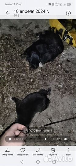 Щенки в добрые руки