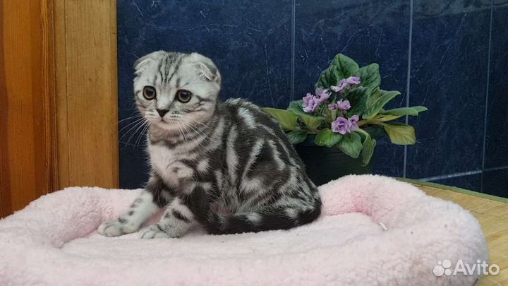 Шотландские вислоухие котята