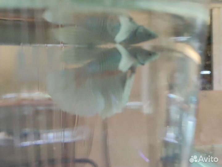 Курочка супердельта дамбо Аквариумные рыбки