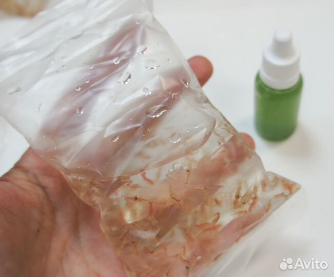 Живые и замороженные корма для аквариумных рыб