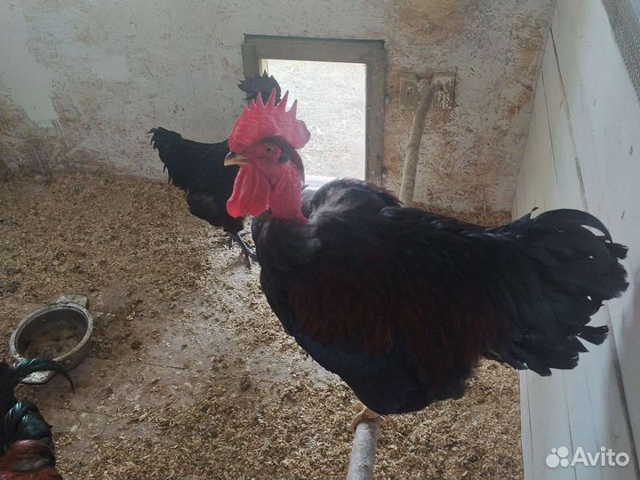 Петухи голошейка