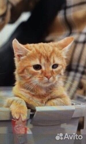 Миленький рыжик ищет дом