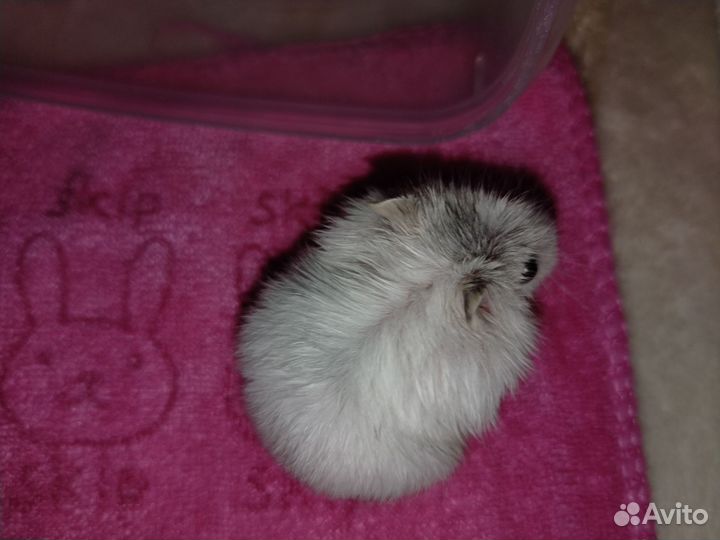 Джунгарский хомяк