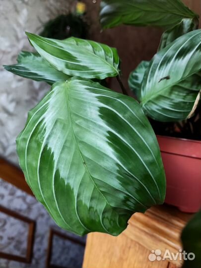 Маранта сильвер бэнд